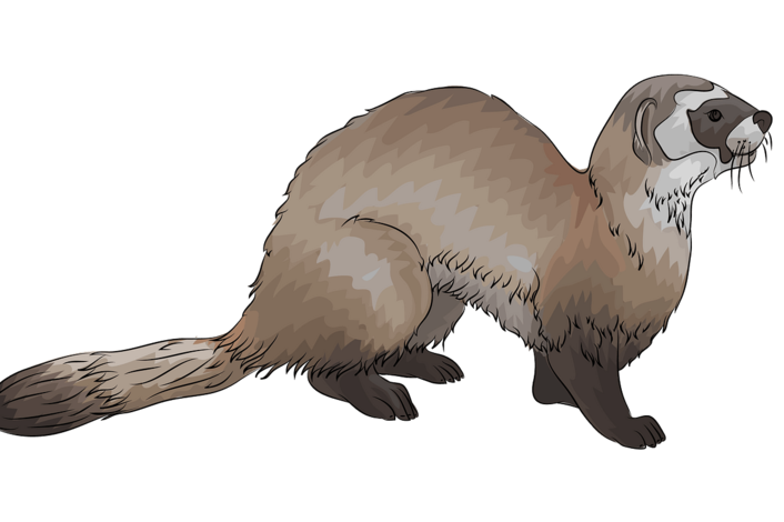 Приюти хорка в "Приюти хоря"!